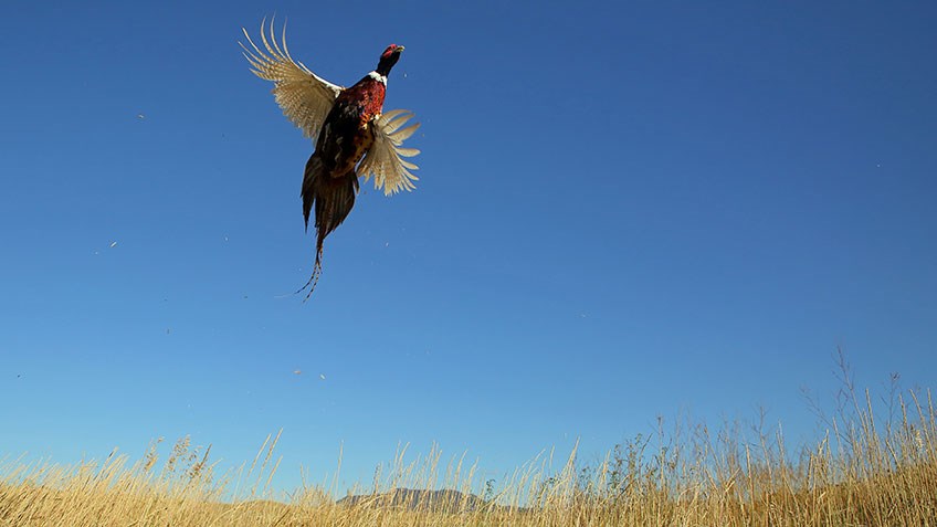 Tips and Tactics for Solo Pheasant Hunting