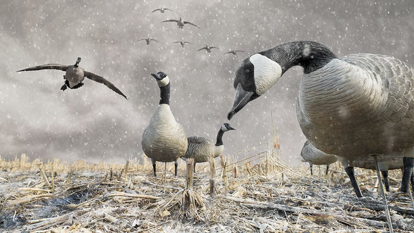 Tips and Tactics for Hunting Wary Waterfowl