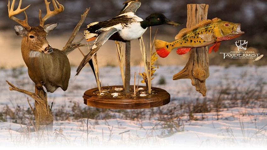 GAOS Draws Increased Number of Entries in Taxidermy Competition