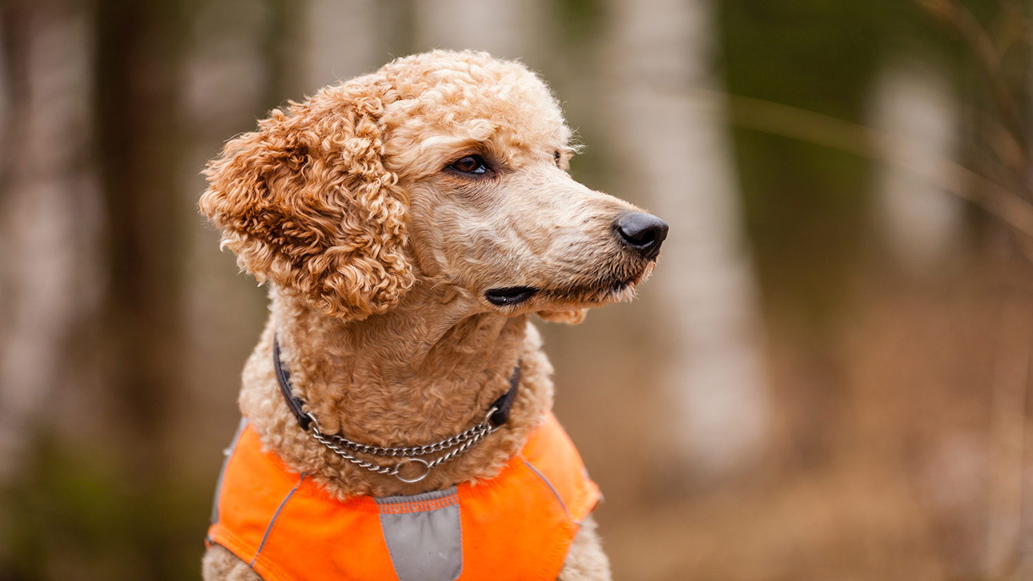 The Poodle, The Underrated Hunting Dog