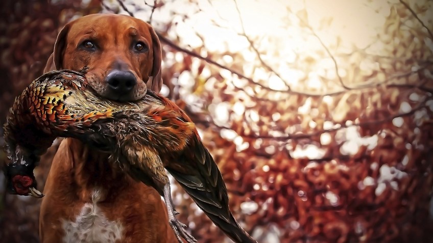 10 Hunting Instagram Accounts You Should Be Following 