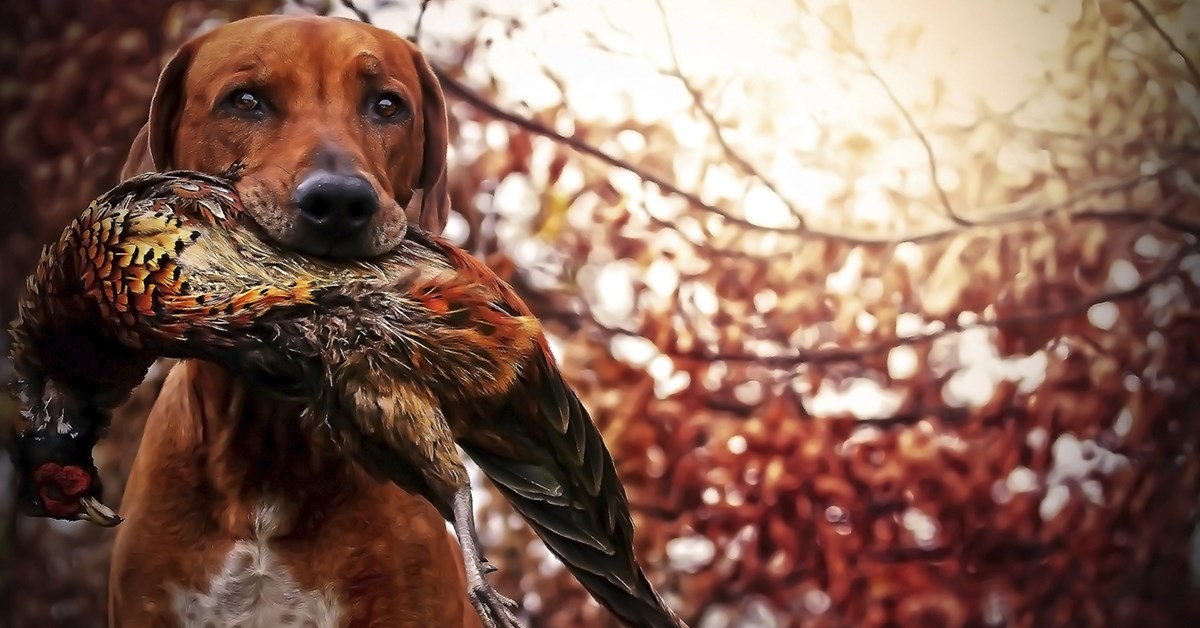 NRA Blog 10 Hunting Instagram Accounts You Should Be Following