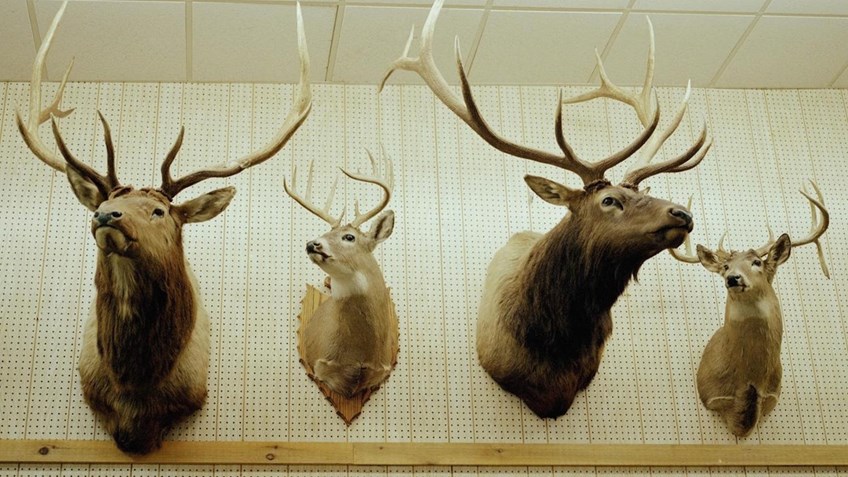 Types Of Taxidermy: Finding The Right Mount