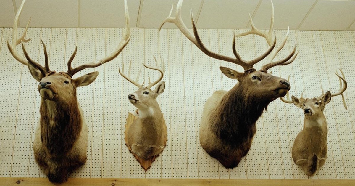 NRA Blog | Types Of Taxidermy: Finding The Right Mount NRA Blog | Types Of Taxidermy: Finding The Right Mount