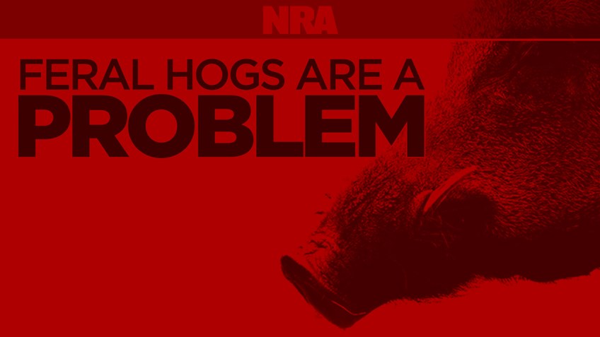 INFOGRAPHIC: Feral hogs are a problem