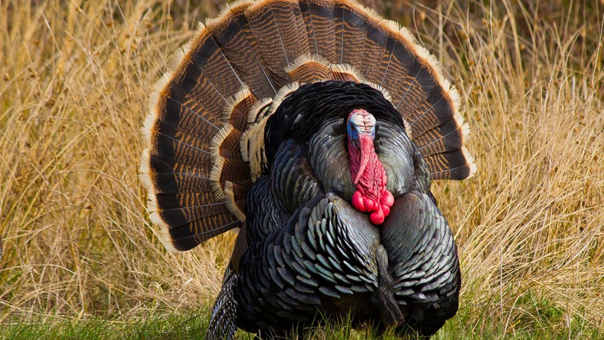 What Does a Wild Turkey Eat?