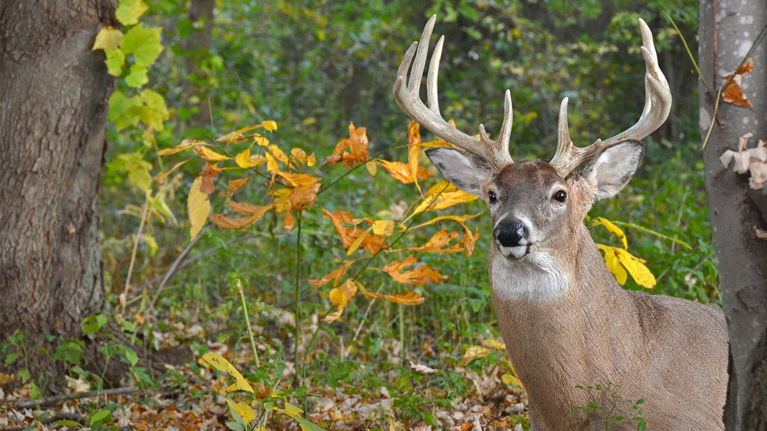 What Do Bucks and Velvet Have in Common?