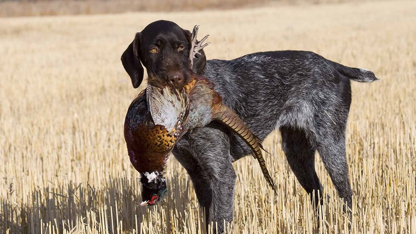 Upland Hunting with Exhibition Shooter Tim Bradley