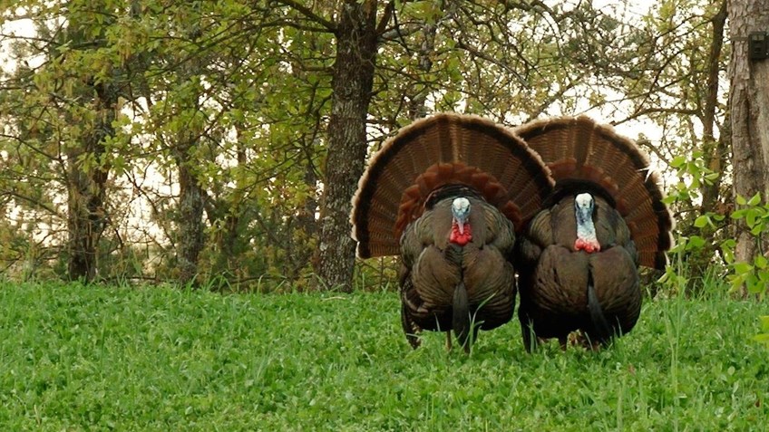 Five Ways To Prepare For Spring Turkey Season