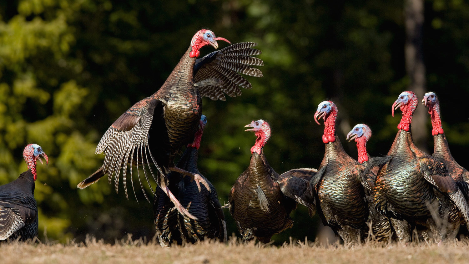 Seven Things You Didn’t Know About Turkeys