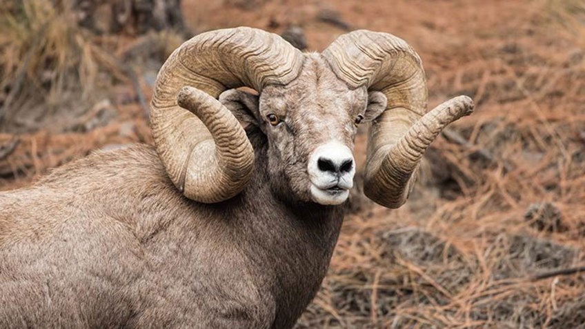 Montana Bighorn Sheep Confirmed New B&C World Record