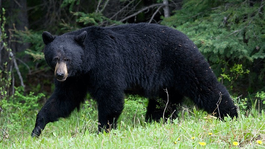 Tips and Tactics for a DIY Western Spring Black Bear Hunt