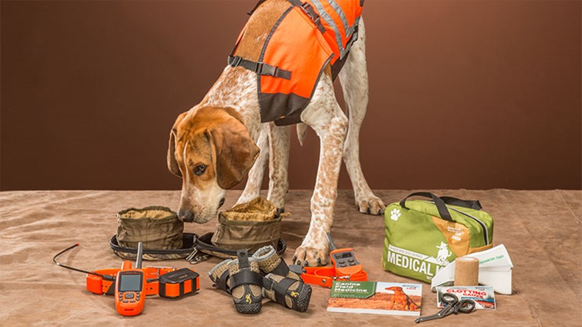 Must-Have Gear for Field Dogs