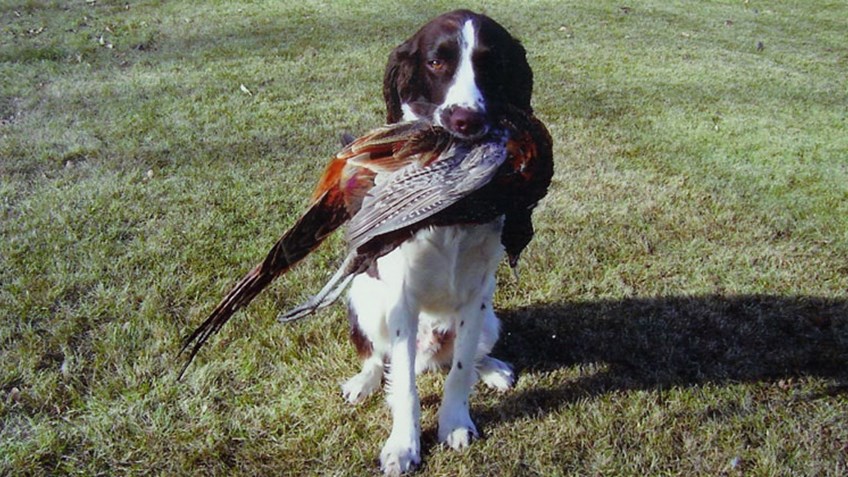 What You Need To Know About Gundogs as Pets