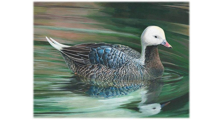 Teen Wins National Junior Duck Stamp Contest