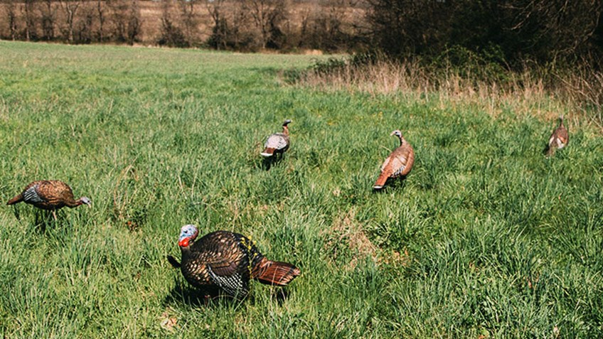 Unconventional Tactics for Stubborn Field Gobblers