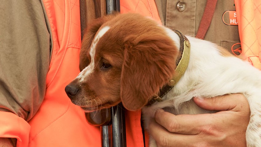 Gundogs: Puppy Primer