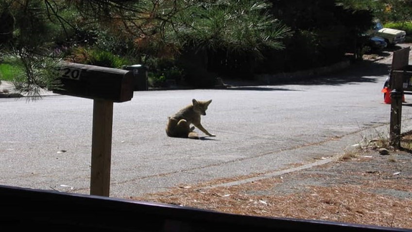 Urban Coyote Attacks Increasing on Humans and Deer