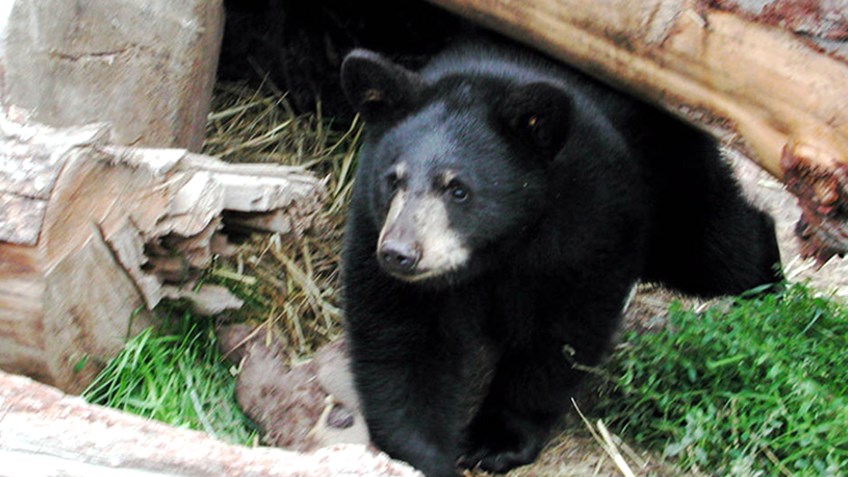 All About Black Bears
