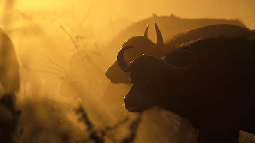 Big Smoke Buffalo