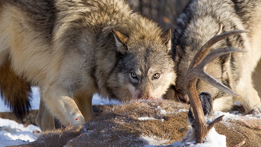 Wyoming Expands Wolf Hunting Season