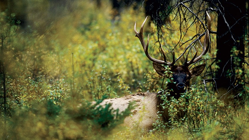 Hot Weather Elk Tactics