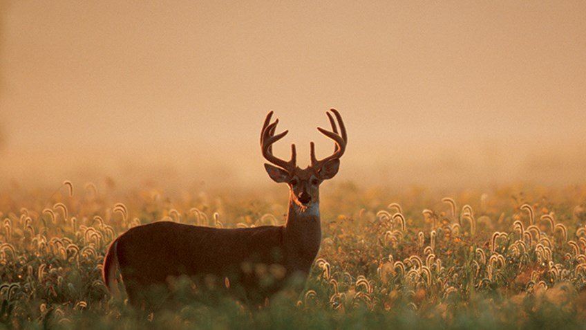 Expert Advice on August Buck Sightings