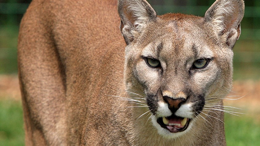 Nebraska Approves Mountain Lion Hunting Season