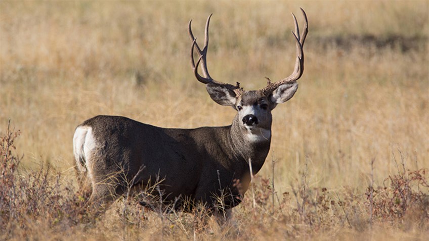Tips and Tactics for Bowhunting Mule Deer