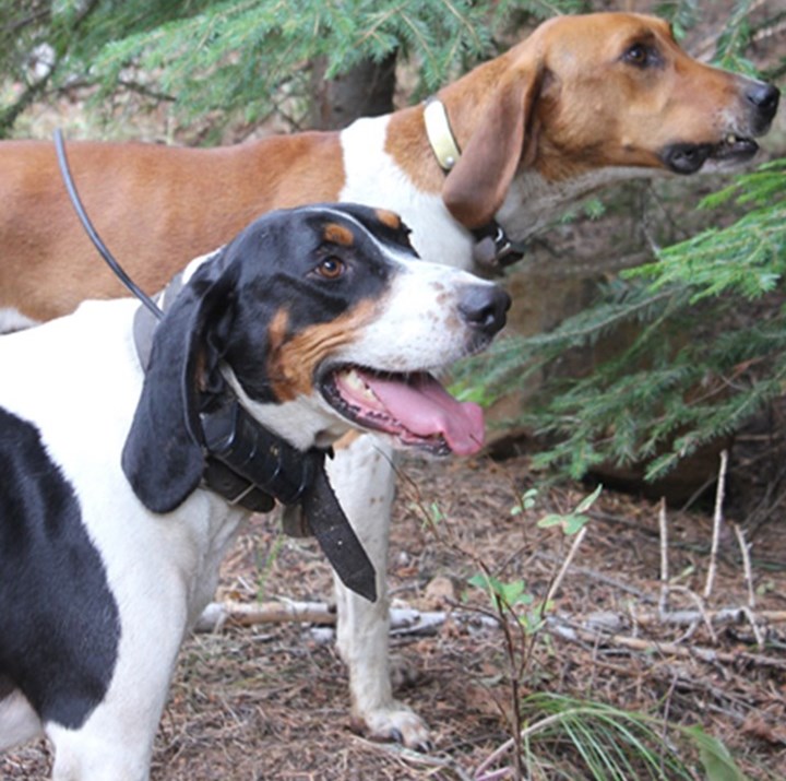 6 Great Hunting Dogs For Your Family