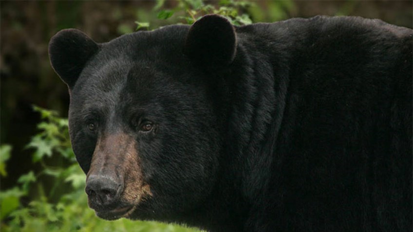 New Jersey Governor Bans Bear Hunting on State-Owned Lands