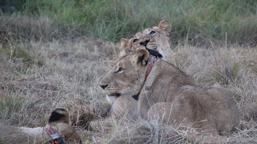 Hunter Funding Supports Massive Lion Conservation Effort