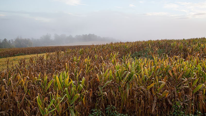 How to Find Deer in Standing Crops