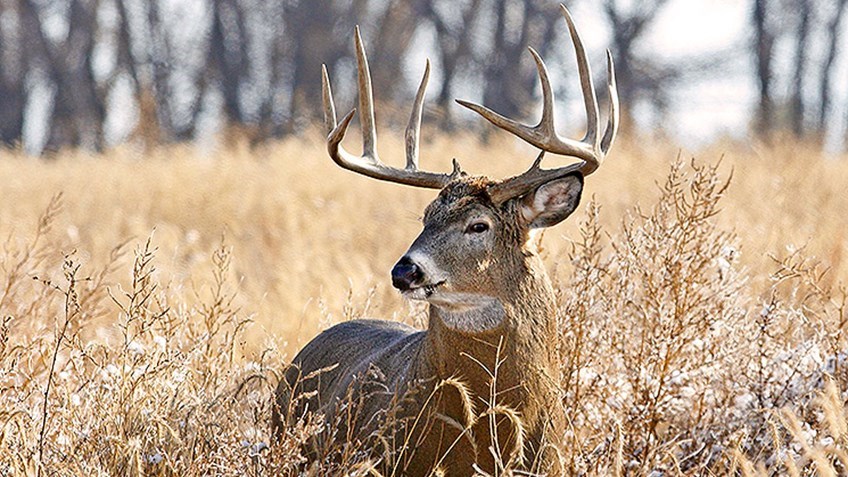 Field-Judging Deer For Dummies