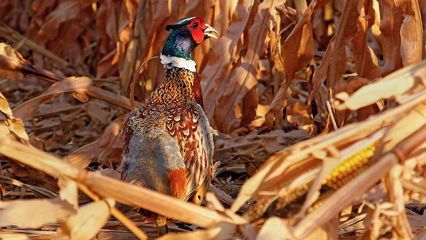 South Dakota Pheasant Population Booms Just in Time for 100th Hunting Season