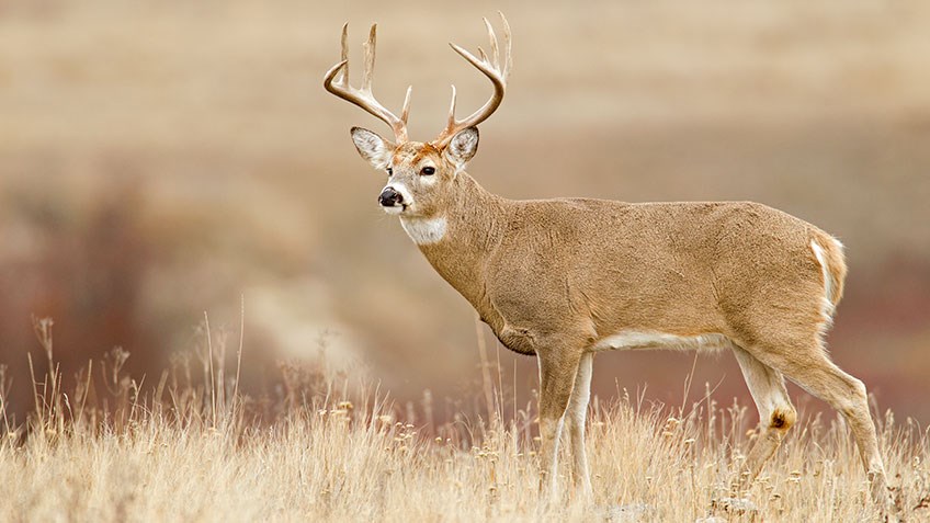 Tips and Tactics for Hunting Western Whitetails