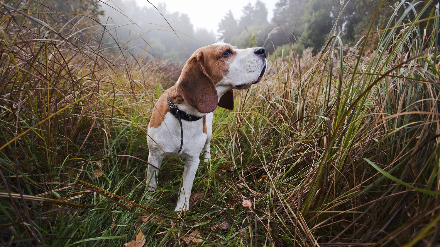 12 Hunting Dogs Guaranteed To Make Your Day
